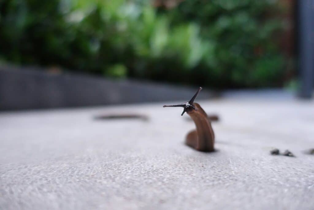 Photo of a slug standing up on its back