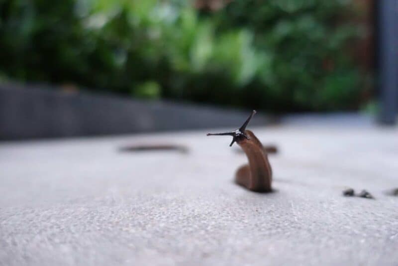 Photo of a slug standing up on its back