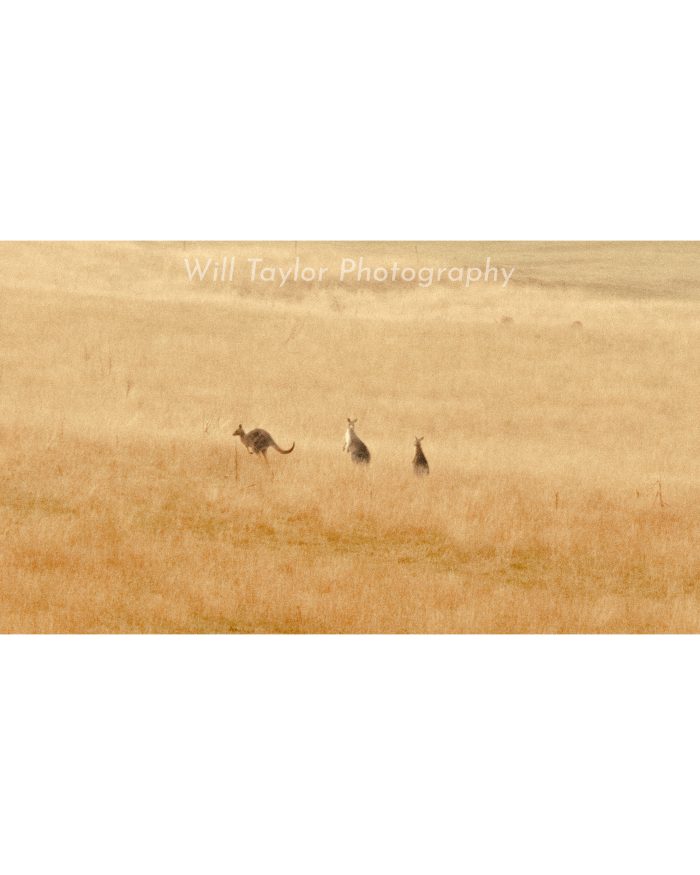Couroo Three kangarroos in a dreamy countryside