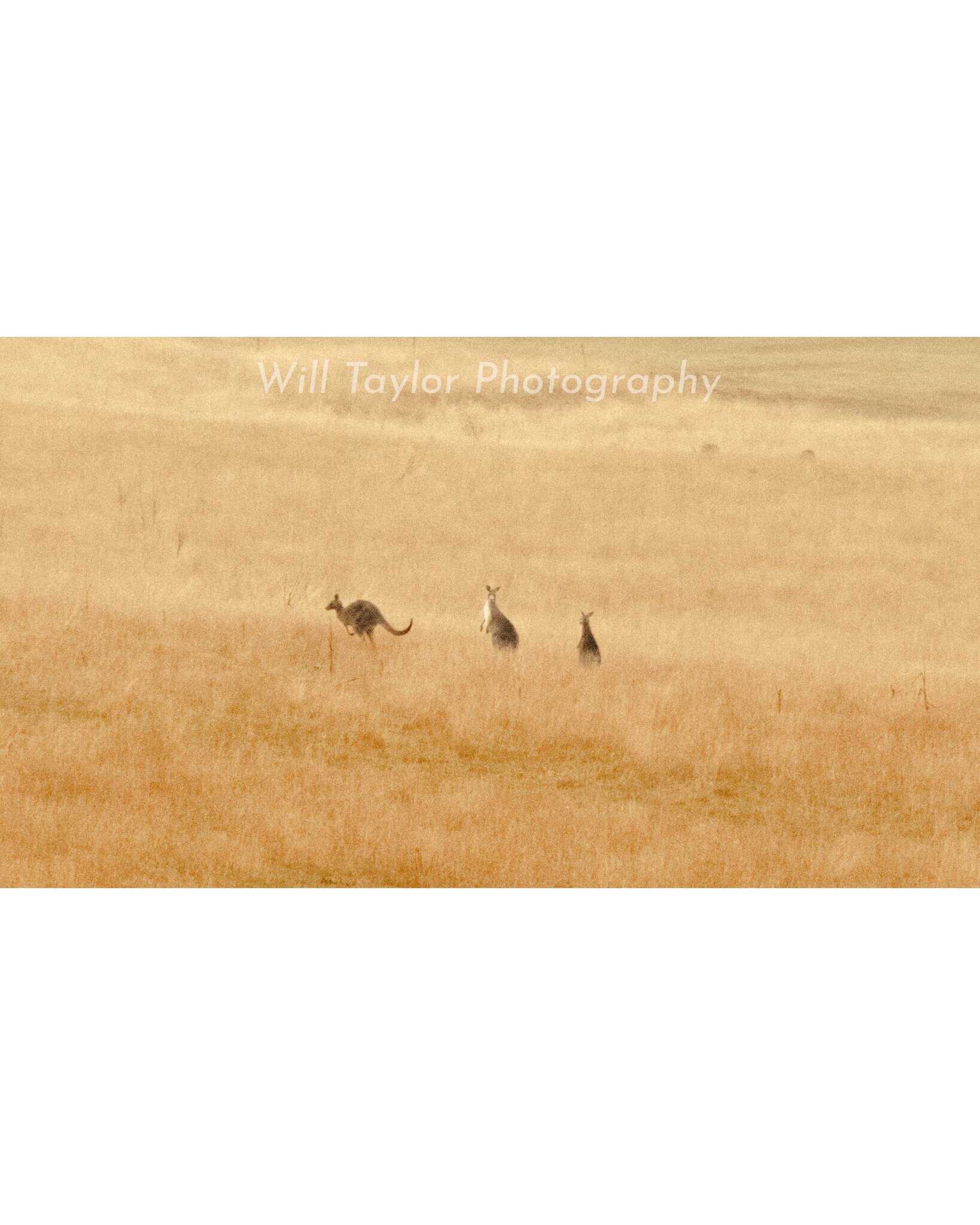 Couroo Three kangarroos in a dreamy countryside