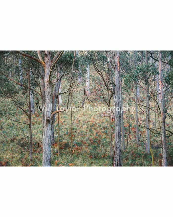 Pauf; Photograph of the australian forest
