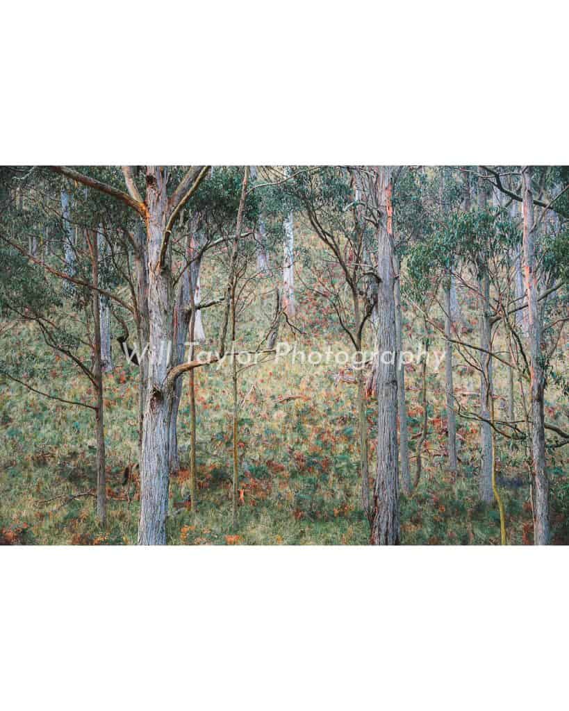 Pauf; Photograph of the australian forest