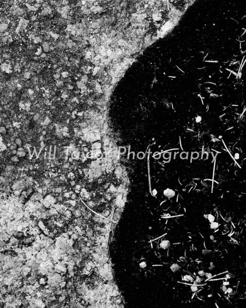 Riok; Photo of a close up of a rock and moss in black and white