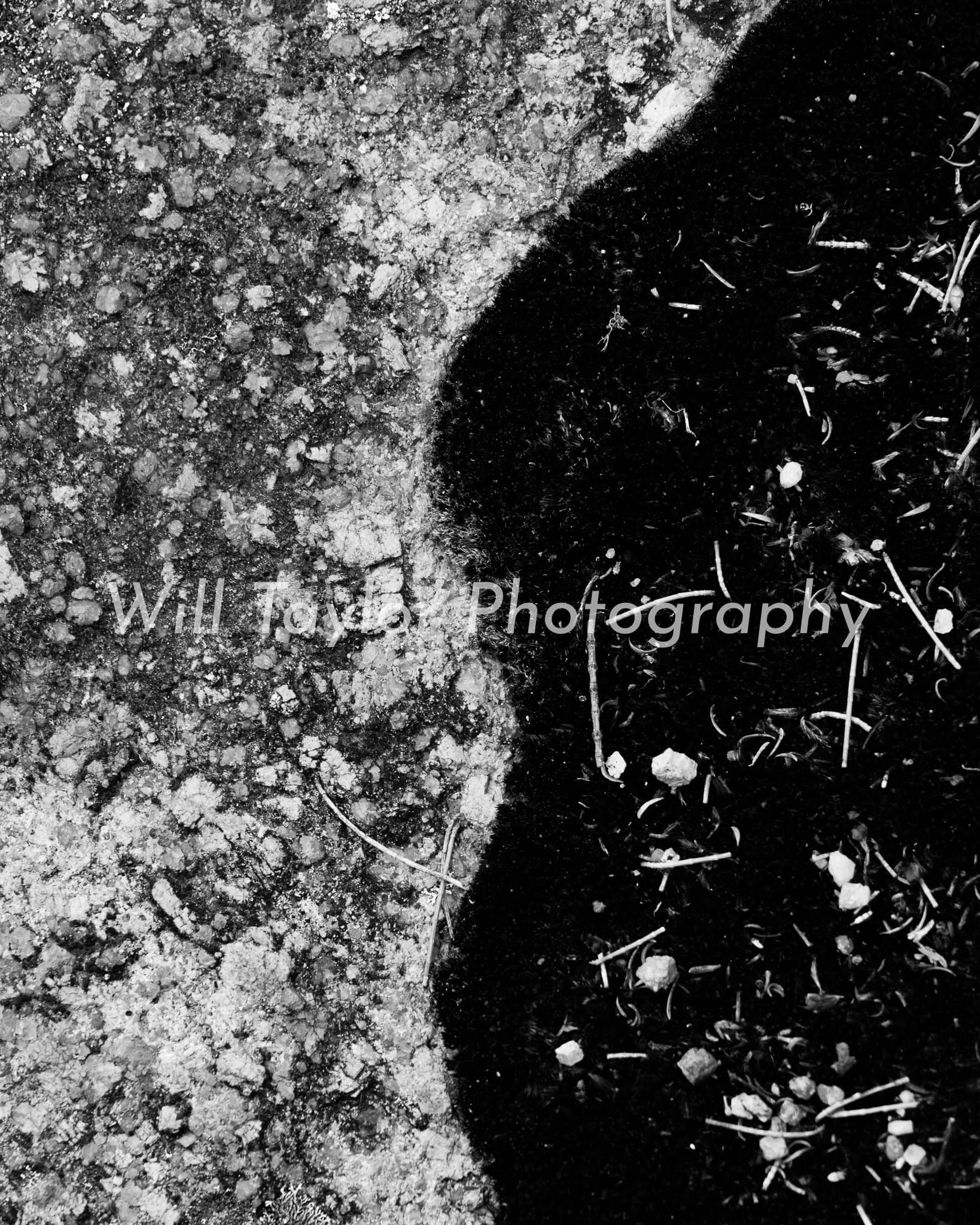 Riok; Photo of a close up of a rock and moss in black and white