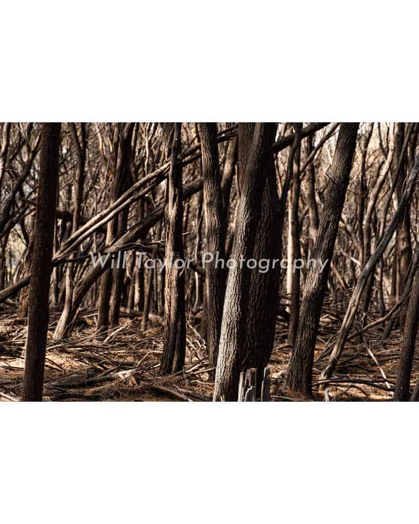 Nader; Graphic of Beachy trees some fallen some standing