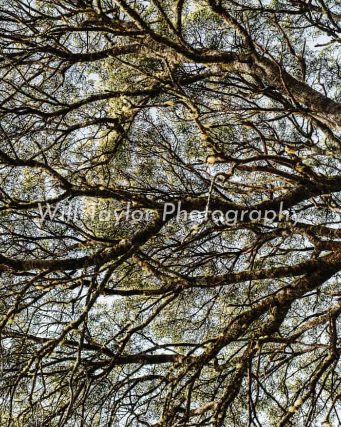 Vee; The Veins of a tree
