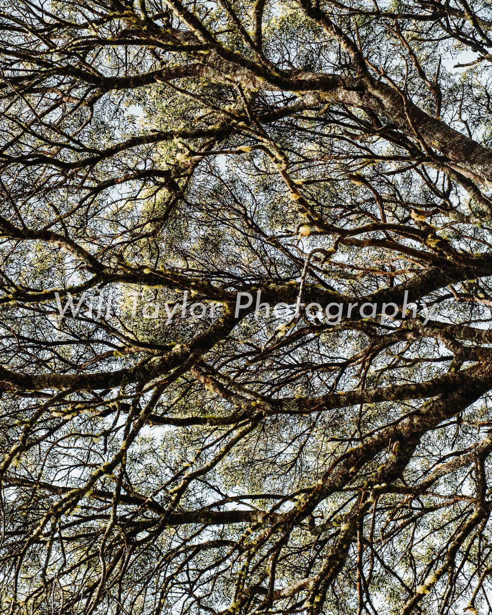Vee; The Veins of a tree
