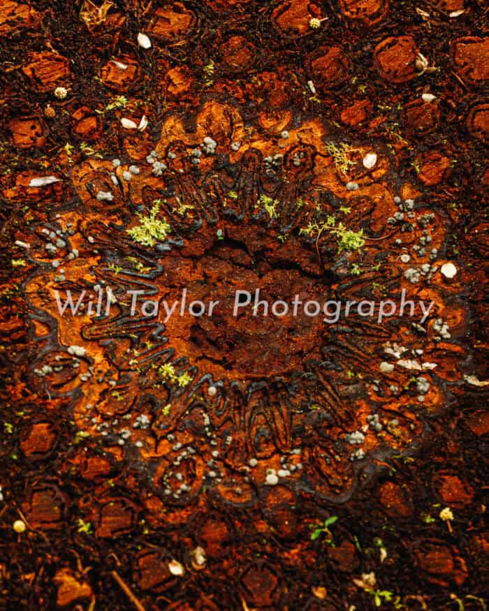 Nadala; Cross section of a fern