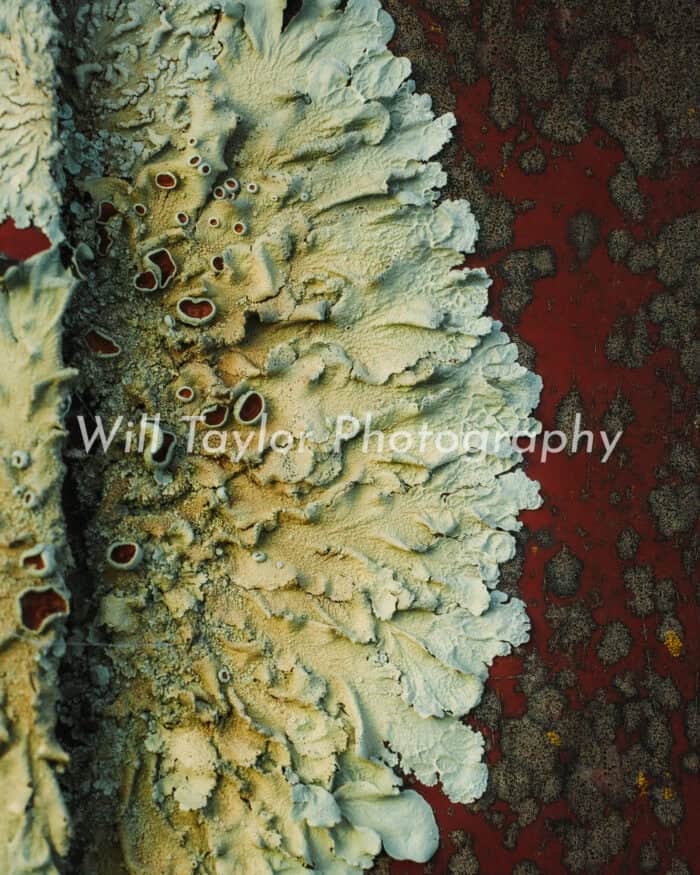 Fusti; Photograph of fungus growing across a rusted surface
