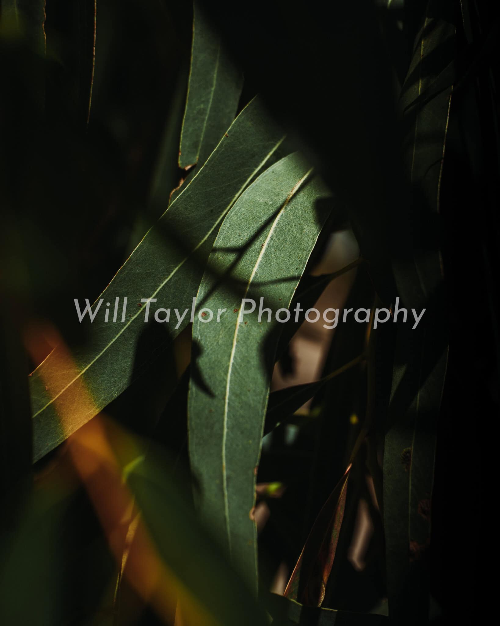 Goley the lone gum leaf!